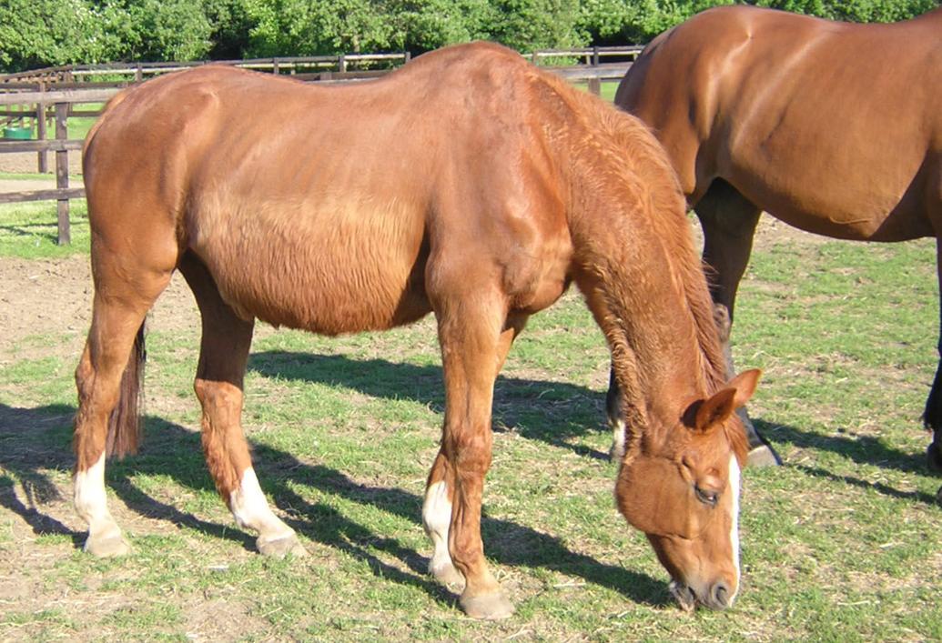 What could be the cause of my horse not shedding out? Vet Views