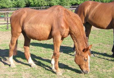 What Could Be The Cause Of My Horse Not Shedding Out Vet Views