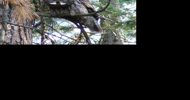 Giving a hoot about owls - Vimarsana News