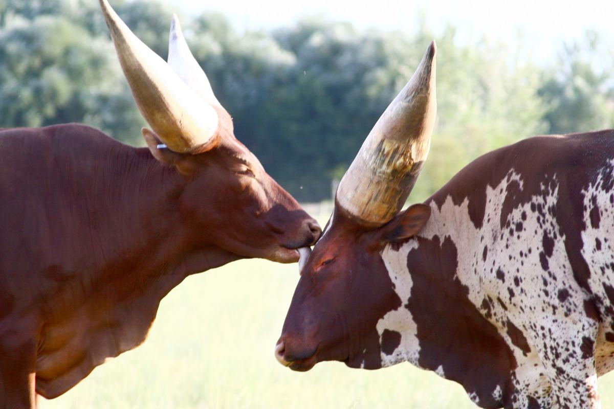 Watusi2.jpg