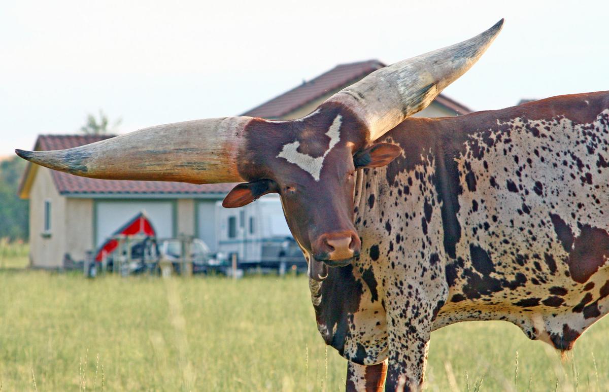 Watusi4.jpg