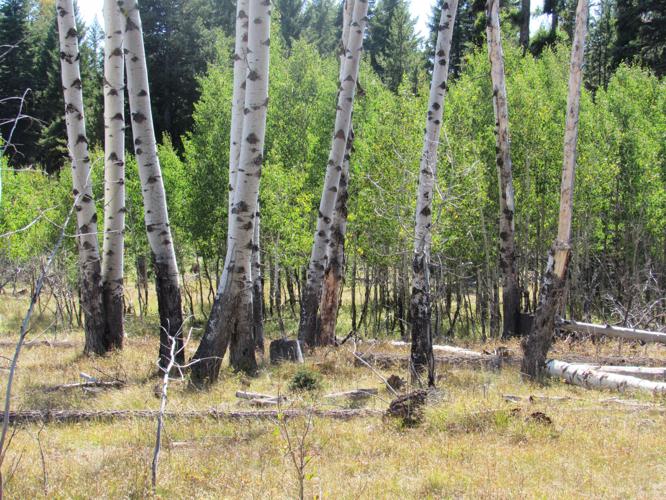 Escape to Heppner and Ukiah — the high, wide and lonely Lifestyles