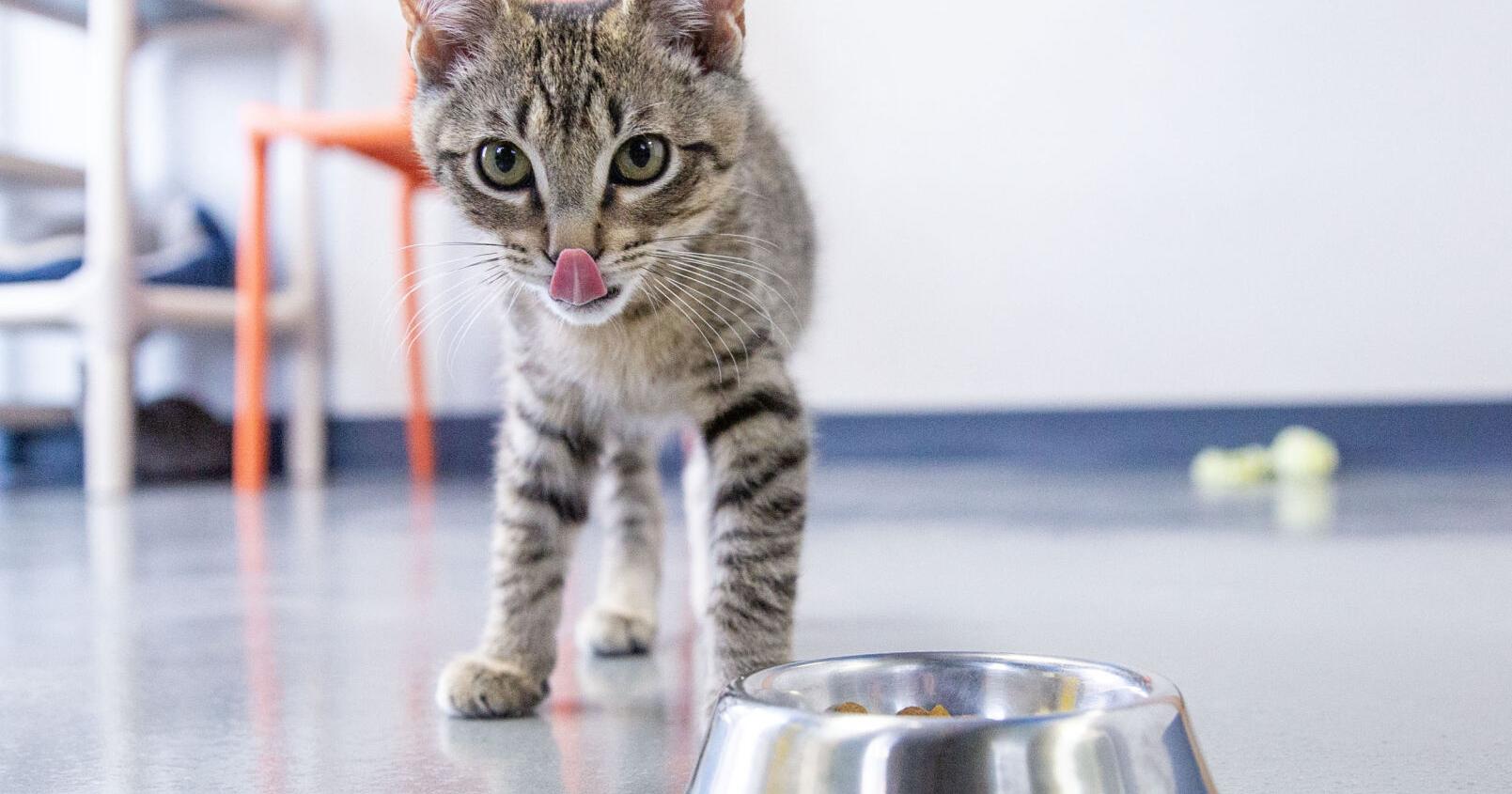 Business notes: Blue Mountain Humane Society adds extra visiting hours - Vimarsana News