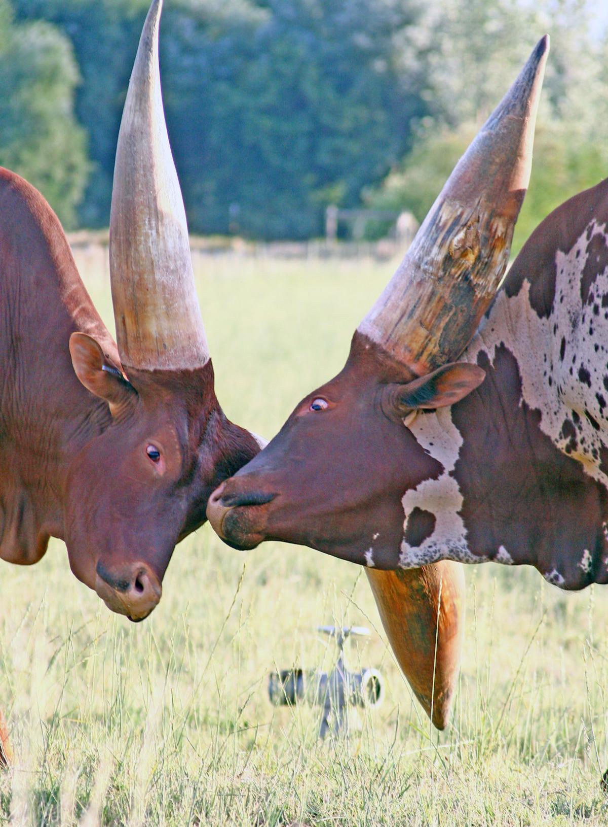 Watusi1.jpg