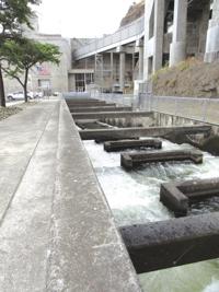 Fish Ladder Lifestyles Union Bulletin Com