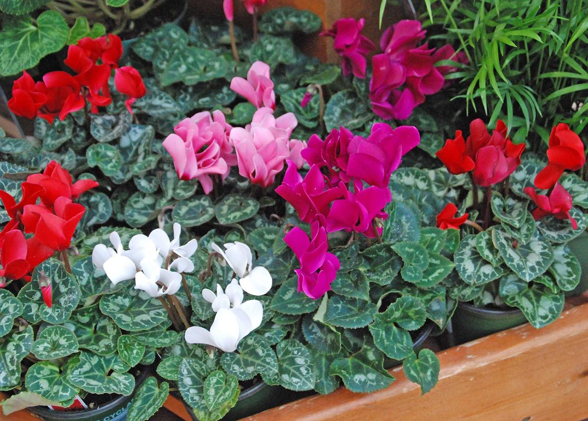 Colorful cyclamen a way to brighten spirits and indoor decor Growing