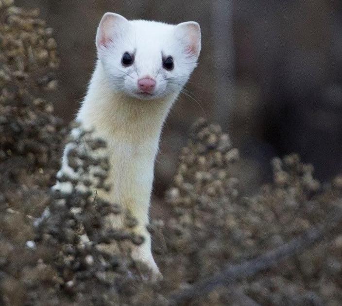 Area Animals Adapt To The Color Of Winter Diversions Union