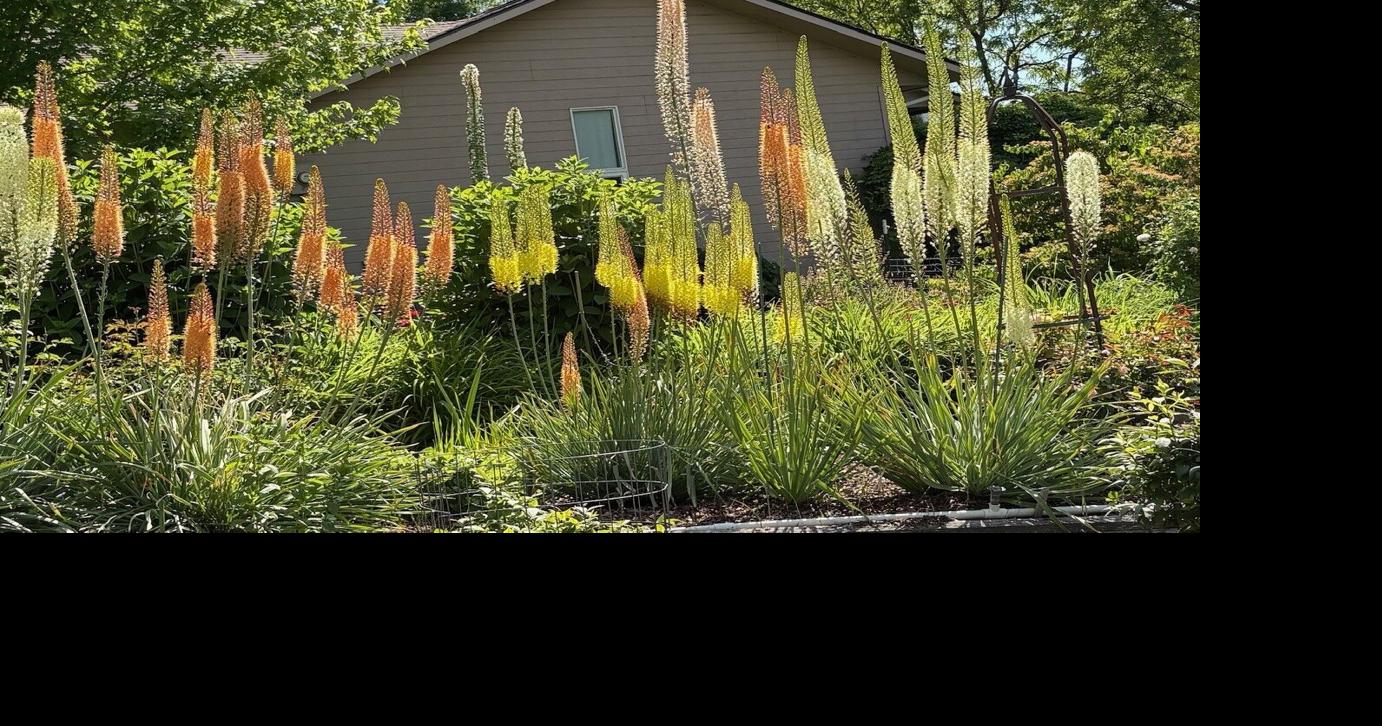 In the garden: Seeds, sneaky weeds and flowering perennials