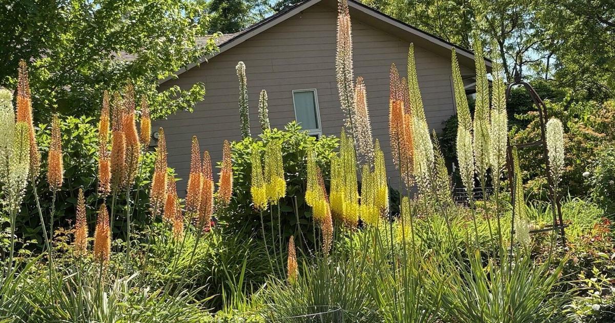 In the garden: Seeds, sneaky weeds and flowering perennials