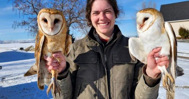 Walla Walla University master's alum to give talk on common barn owl March 21 | Explore Walla Walla Valley - Vimarsana News