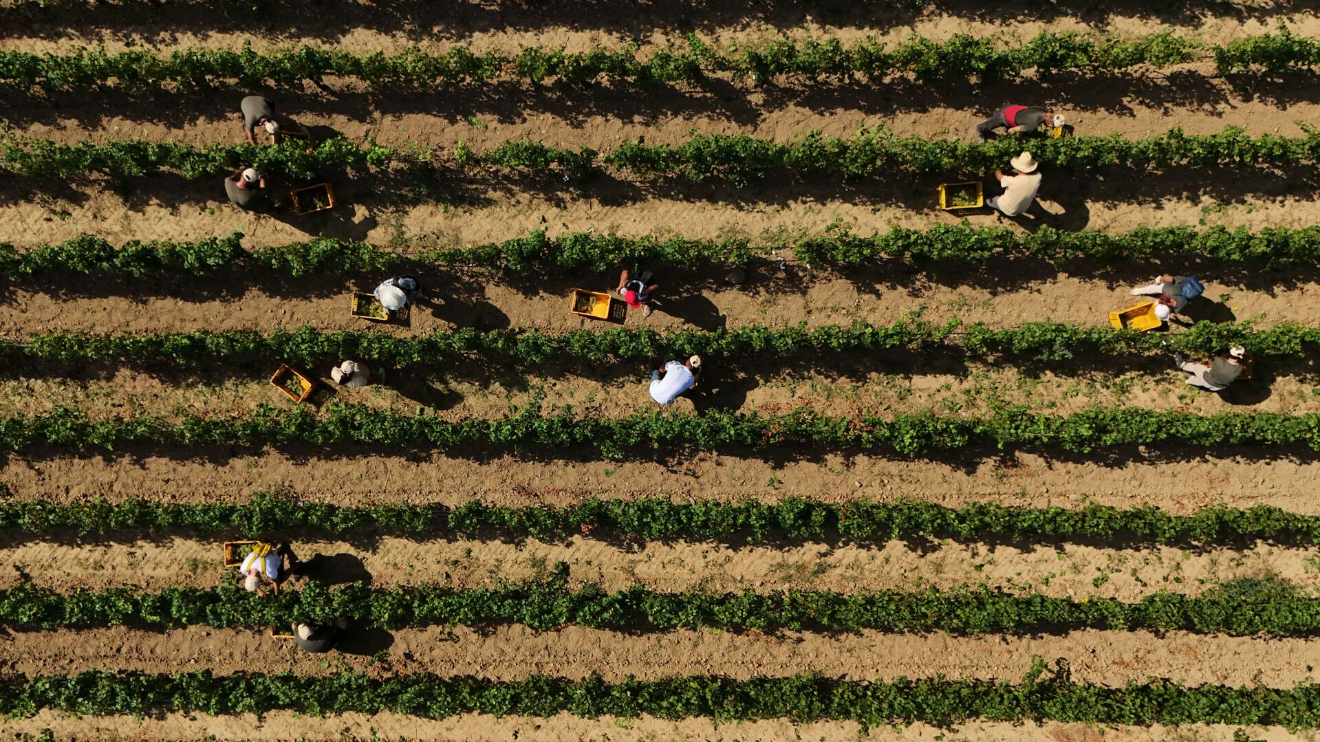 Photos show Italian winemakers harvesting grapes earlier due to extreme heat