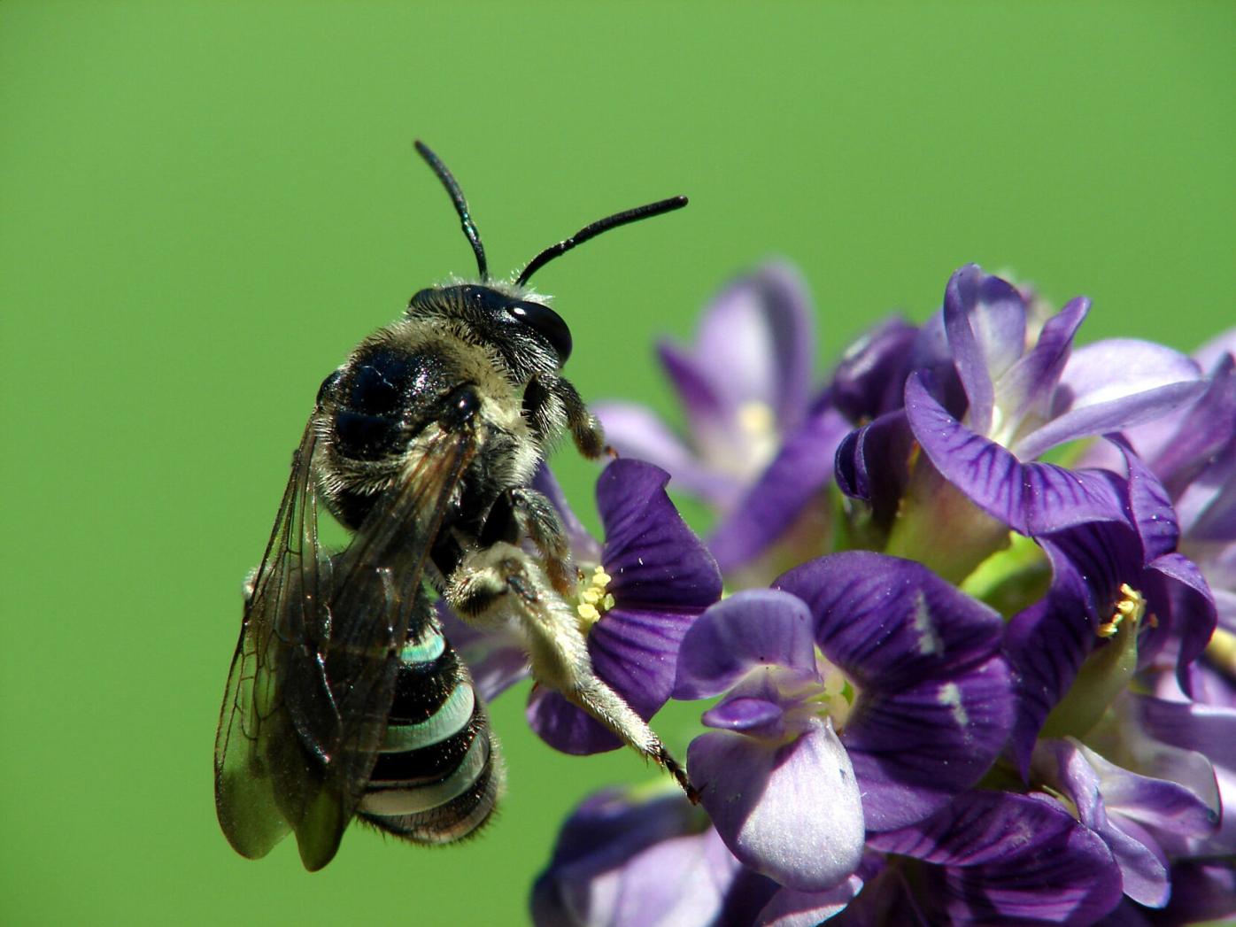 Unique in the world, Touchet's alkali bee populations plummeting in  Southeast Washington | News | union-bulletin.com