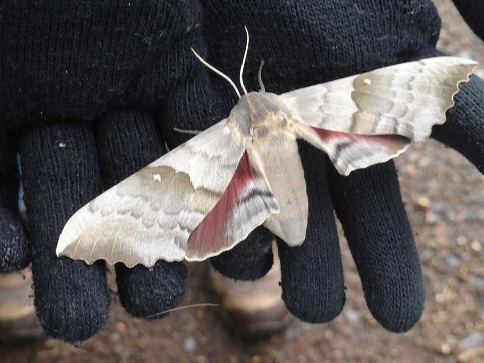 Show Me Pictures Of Big Moths