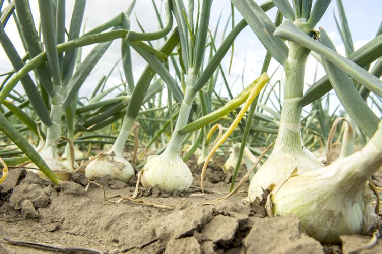 Walla Walla Sweet Onion harvest arrives Local