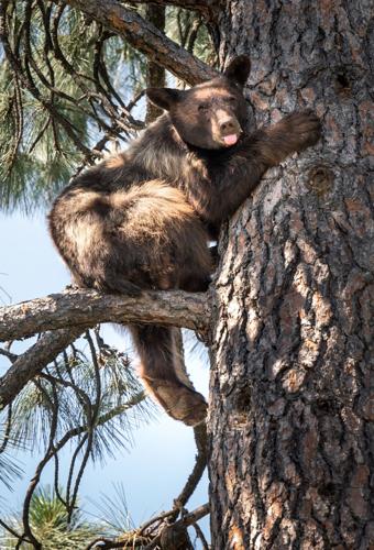 IV. The Ethical Concerns Raised by Trapping in Bear Hunting