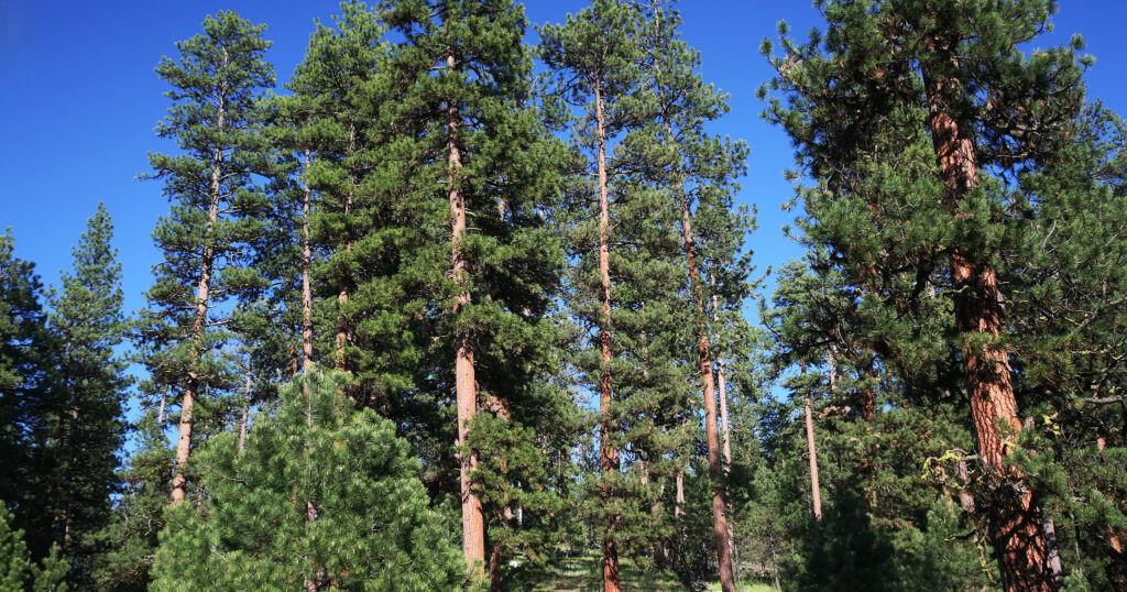 Public invited to comment on plan to possibly triple logging in the Blue Mountains