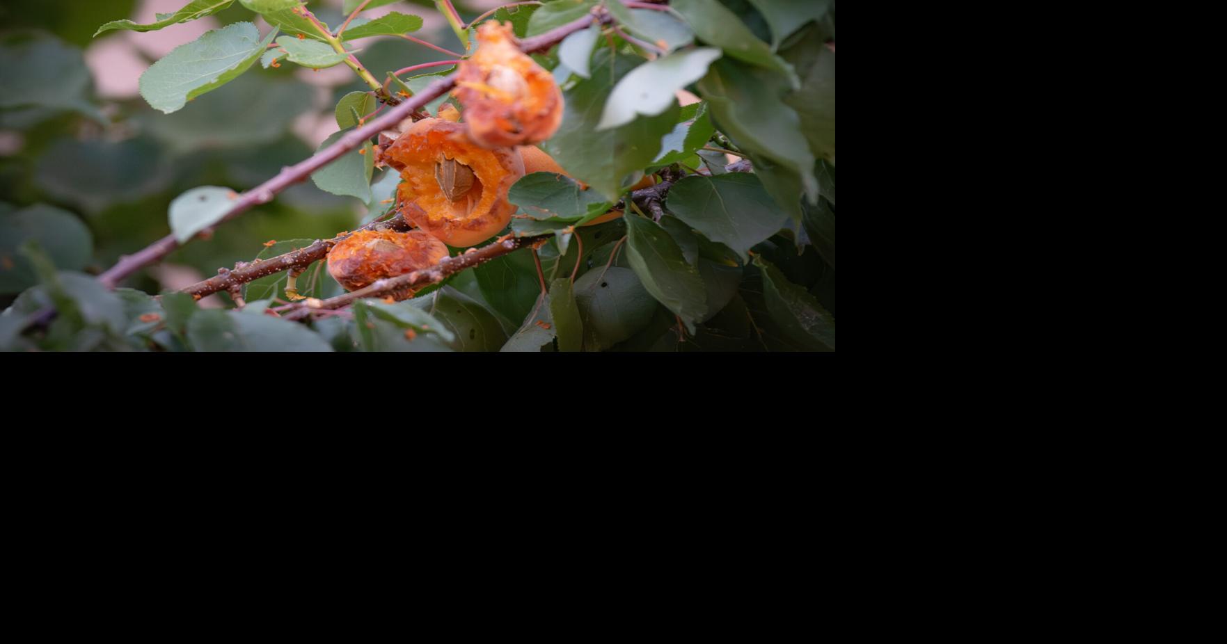 Steppe Outside: The apricot is more than an insipid peach