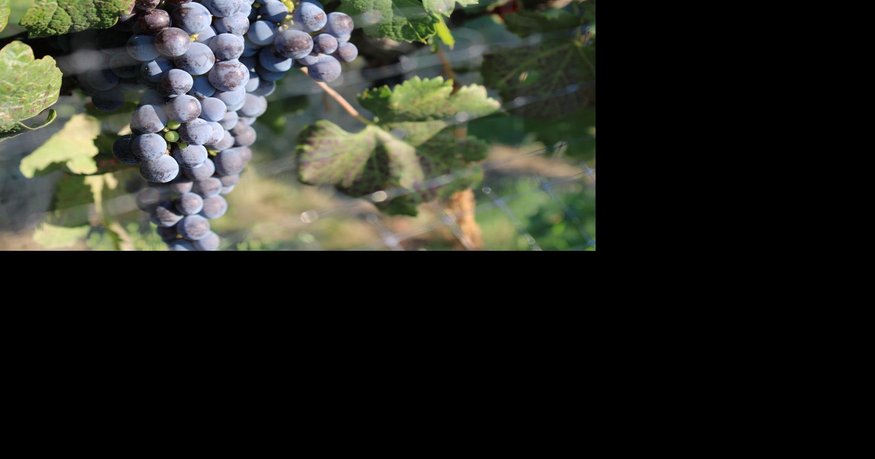 Wine is a Food Group: Keeping the wine tasting industry up with the times