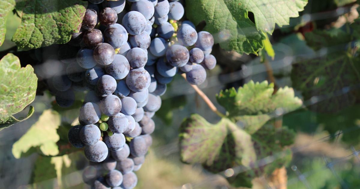 Wine is a Food Group: Keeping the wine tasting industry up with the times
