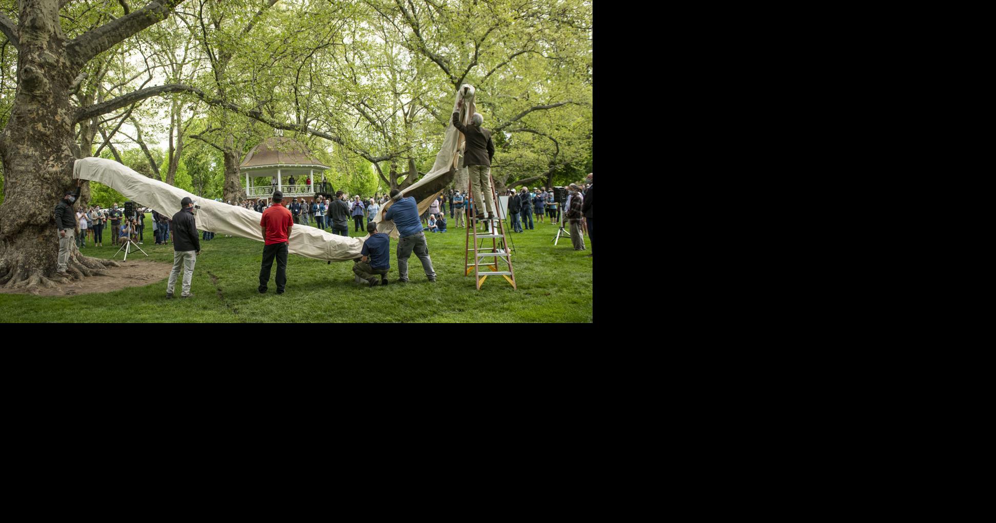 Walla Walla officials unveil a community gift — a beloved tree limb
