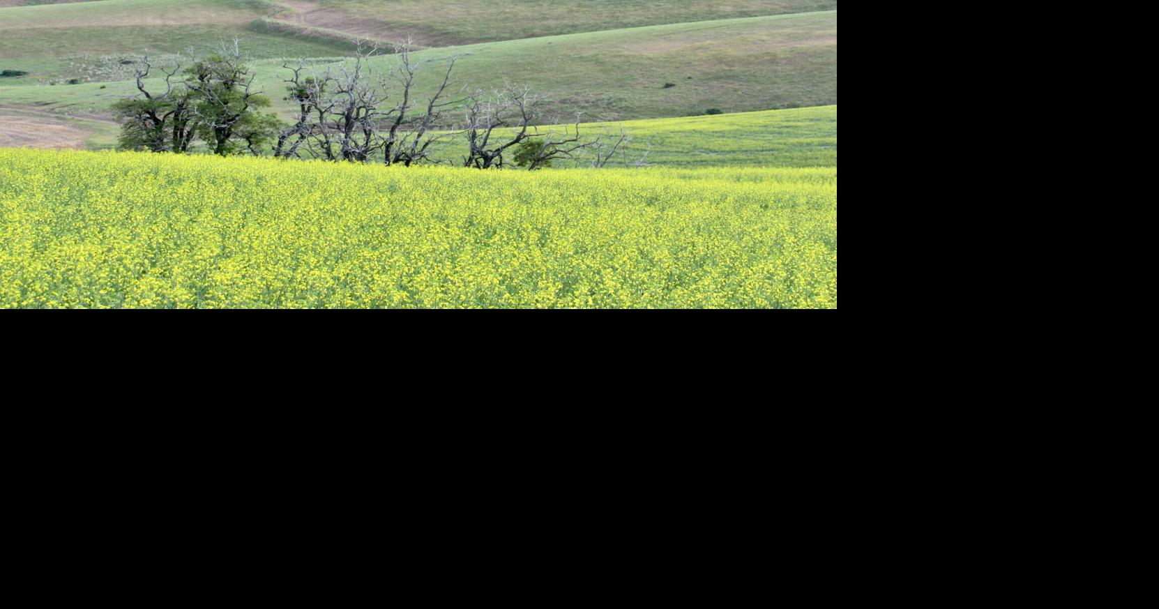 Day Tripper: Get away from the hubbub on Basket Mountain Road