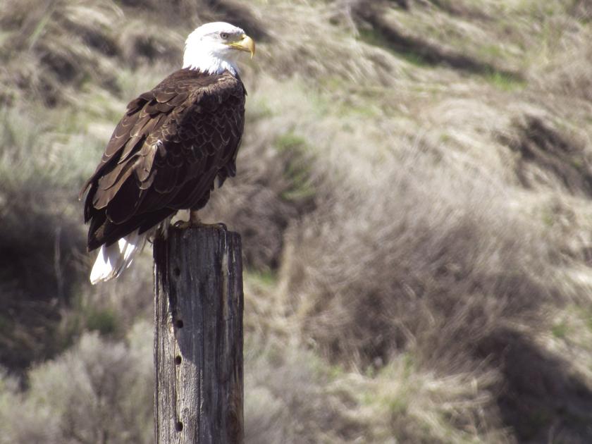 Little Goose Dam Offers Big Views Lifestyles Union Bulletin Com