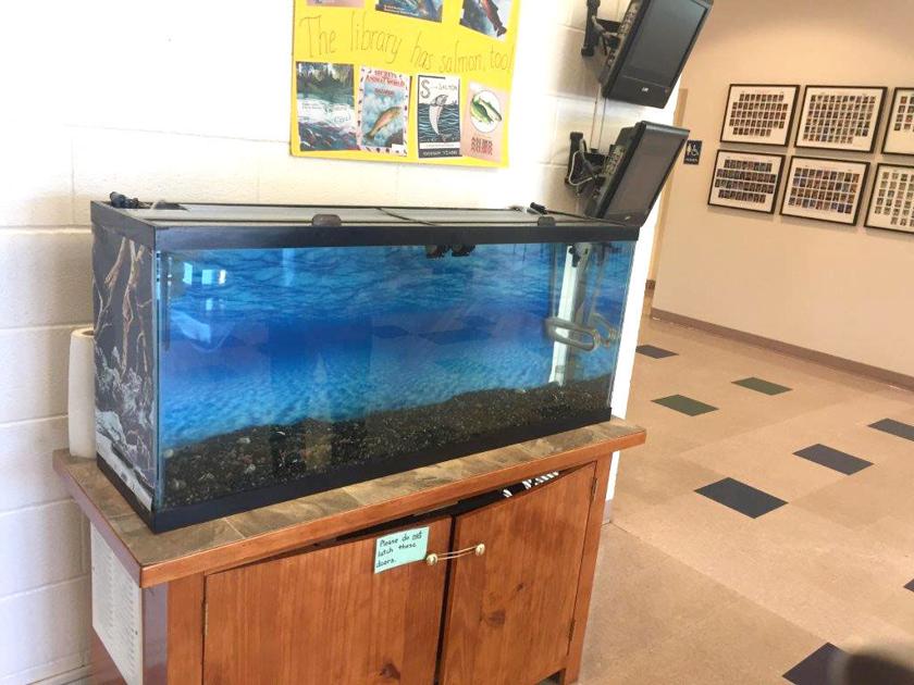 Salmon in School: An important NW story to tell