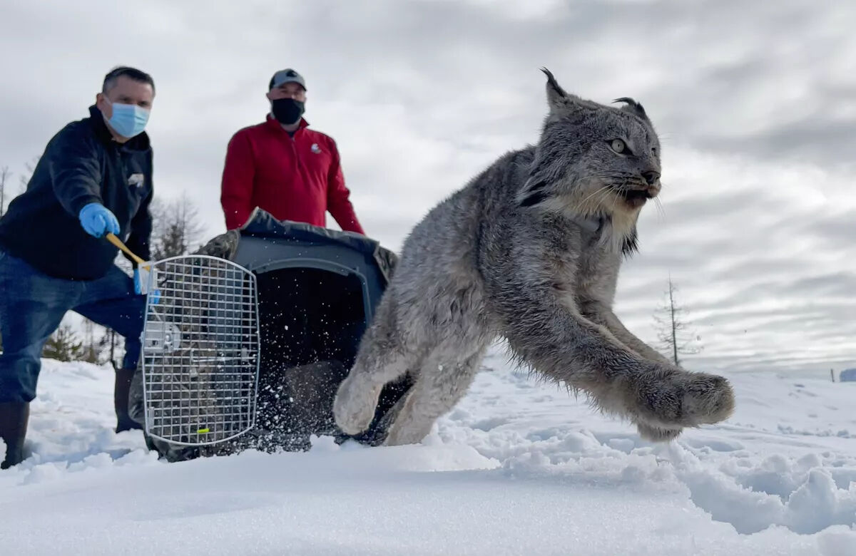 Colville Tribe releases nine lynx into Washington's Kettle ...