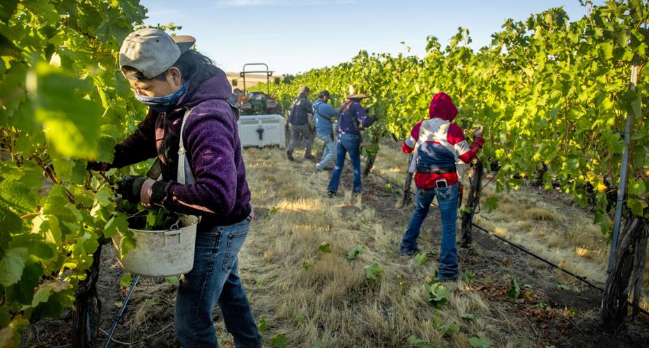 Grape harvest in the Valley: The process of vine to bottle at Pepper ...