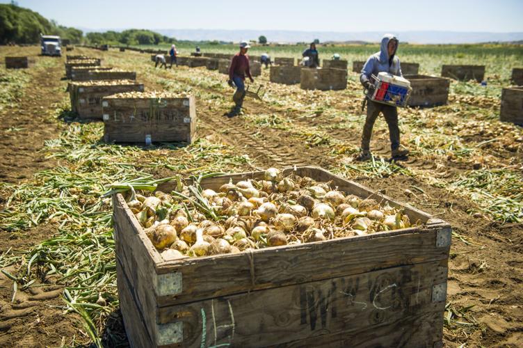 Walla Walla sweet onion harvesting has begun Local