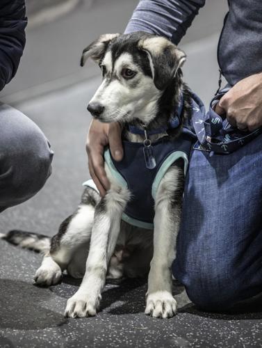 Seattle Mariners Adopt Dog to Highlight Animal Rescue Efforts 
