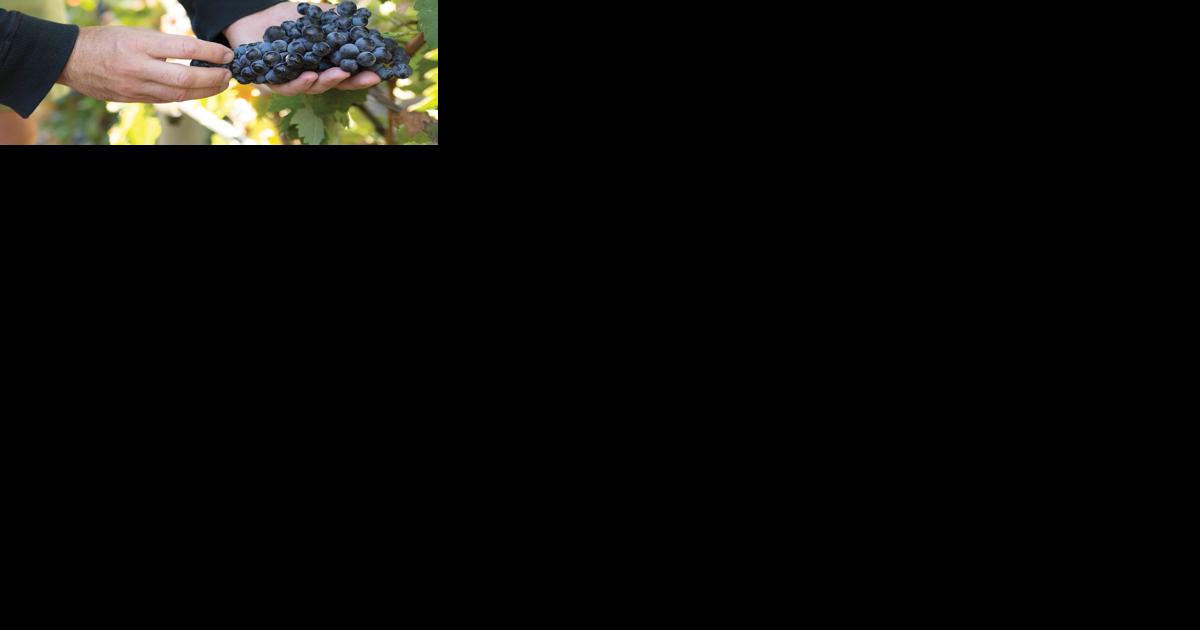 Walla Walla Valley uncorks history, hosts first Hospice du Rhône event - Vimarsana News