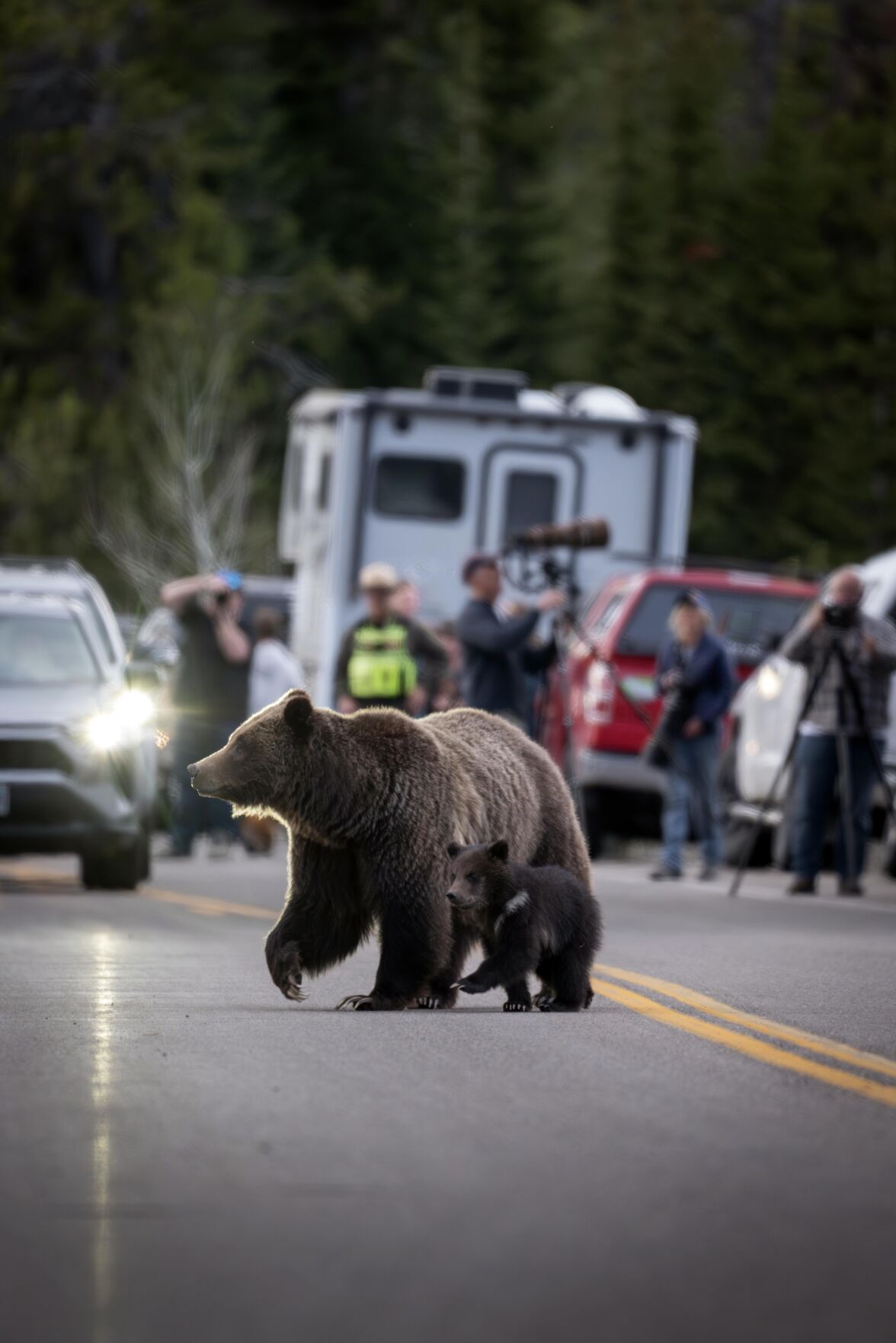 Vigil Set For Grizzly No. 399, The Beloved Grand Teton Bear Who Was ...