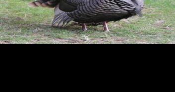 Blue Mountain Audubon Society's annual Turkey Trot With Tom Nov. 19 | Outdoor Recreation - Vimarsana News