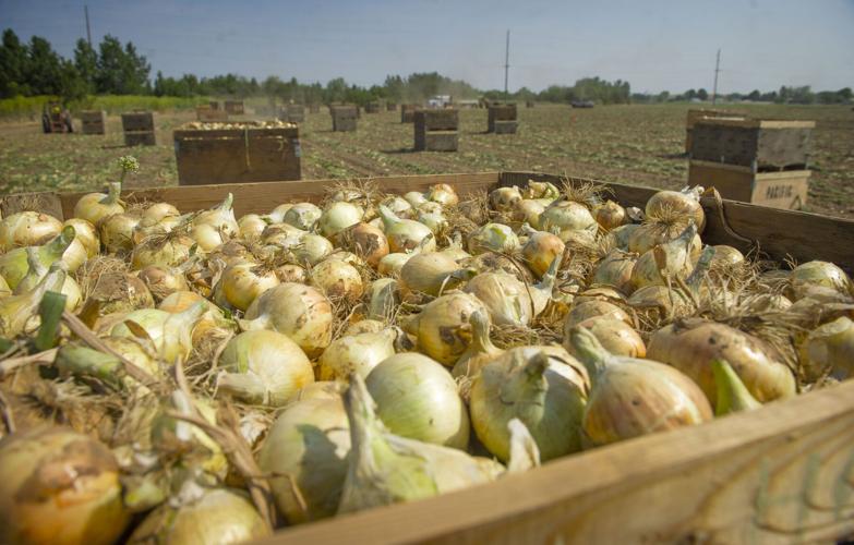 Walla Walla Valley onion farmers Sowing tradition, harvesting success Business union