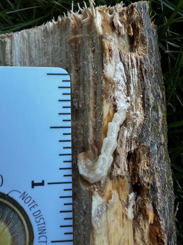 Invasive emerald ash borer found near College Place | Local | union ...
