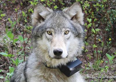 181011 BMLT Gray_Wolf The Spokesman-Review.jpg