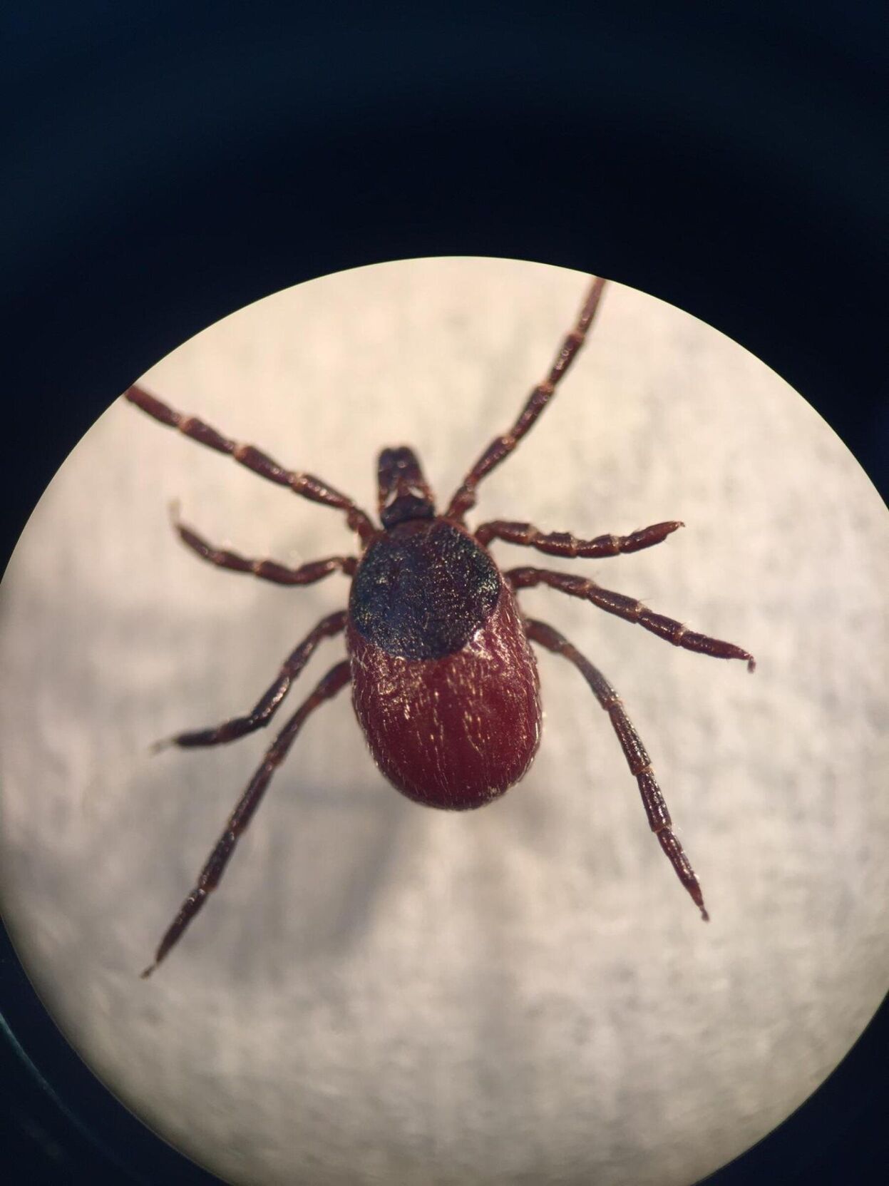 Ticks spreading in the Pacific Northwest? Warming trends could worsen