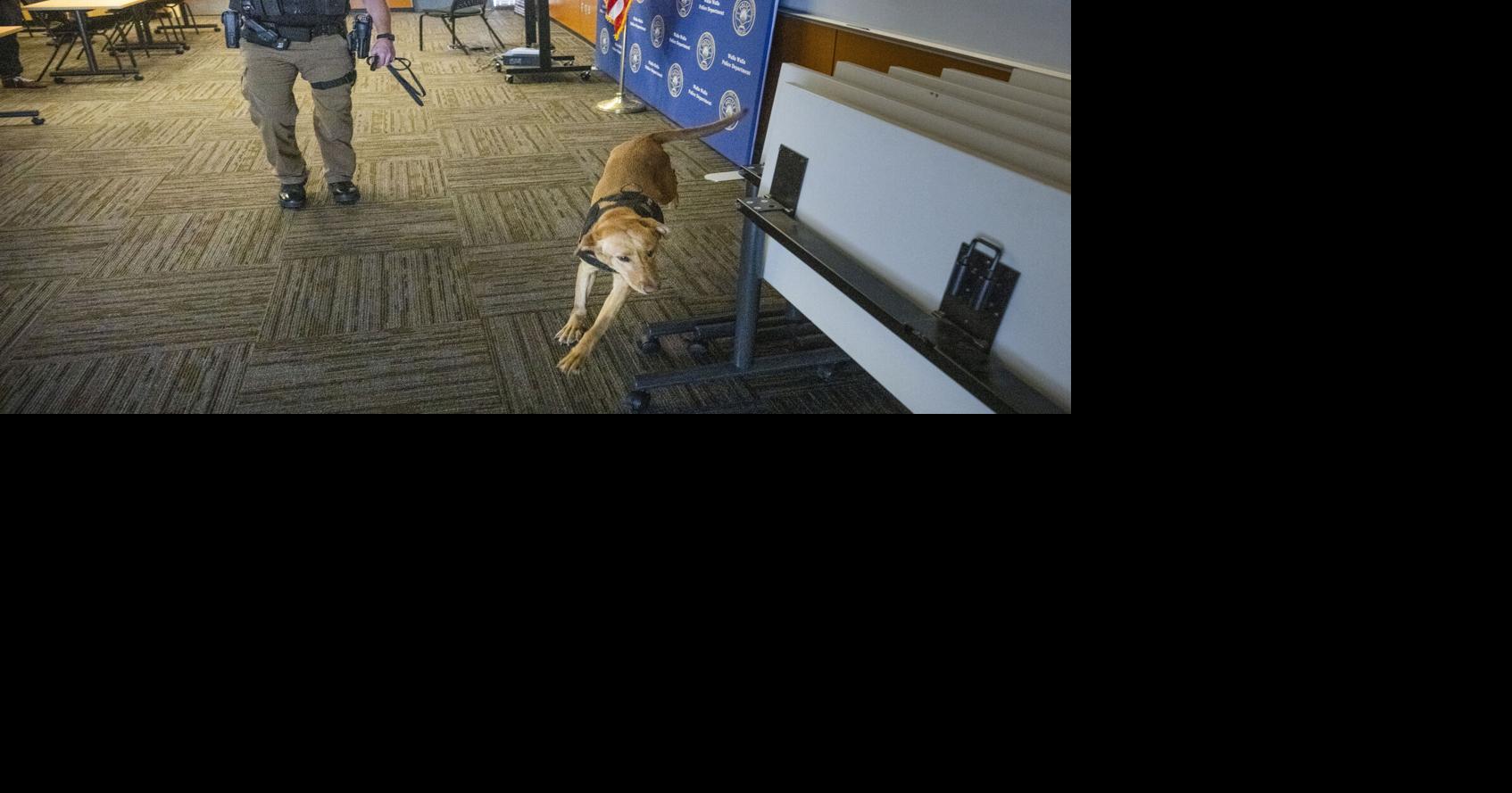 Community Q&A: Meet K-9 Daze, WWPD's new four-legged weapon against ...