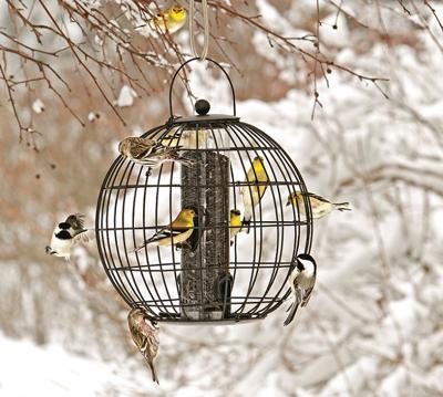 Bring In The Birds For Winter Beauty And Entertainment Growing