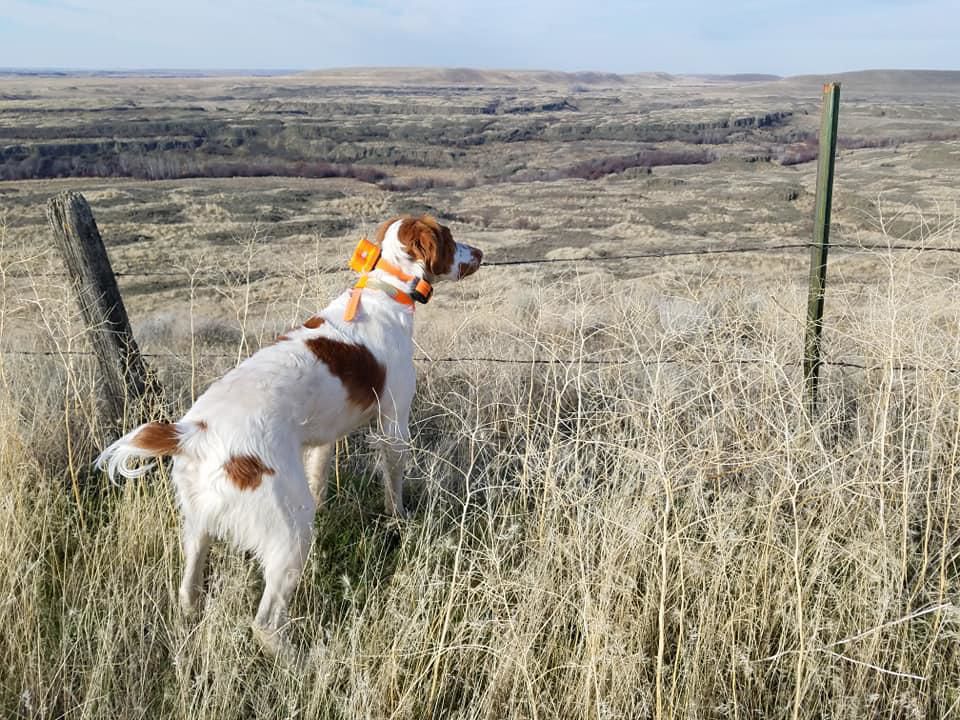 Dog Jumping Off Cliff To Catch Bird Bird Walls