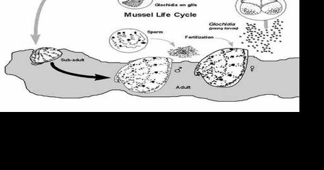 History and science of Pacific Northwest river oysters - Vimarsana News