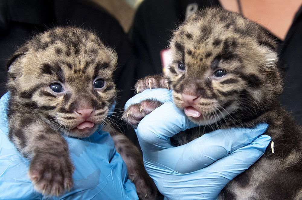 clouded leopard kittens for sale