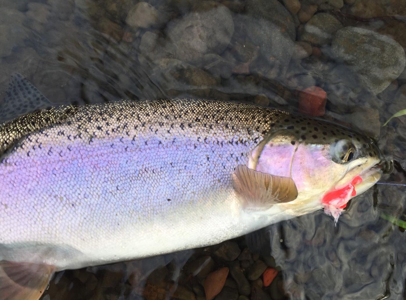 Columbia and Snake River steelhead opportunities vary with time