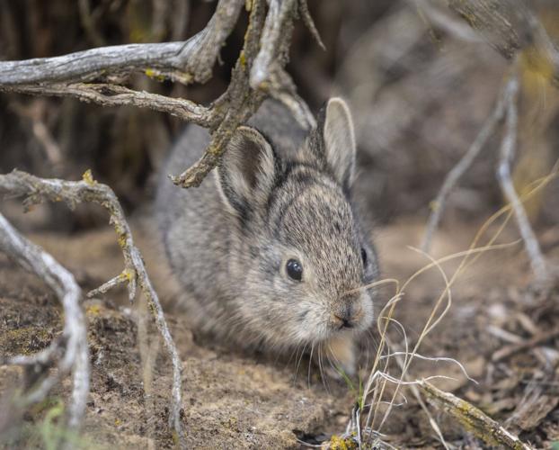 2020 wildfires left precious endangered species habitat in Central ...
