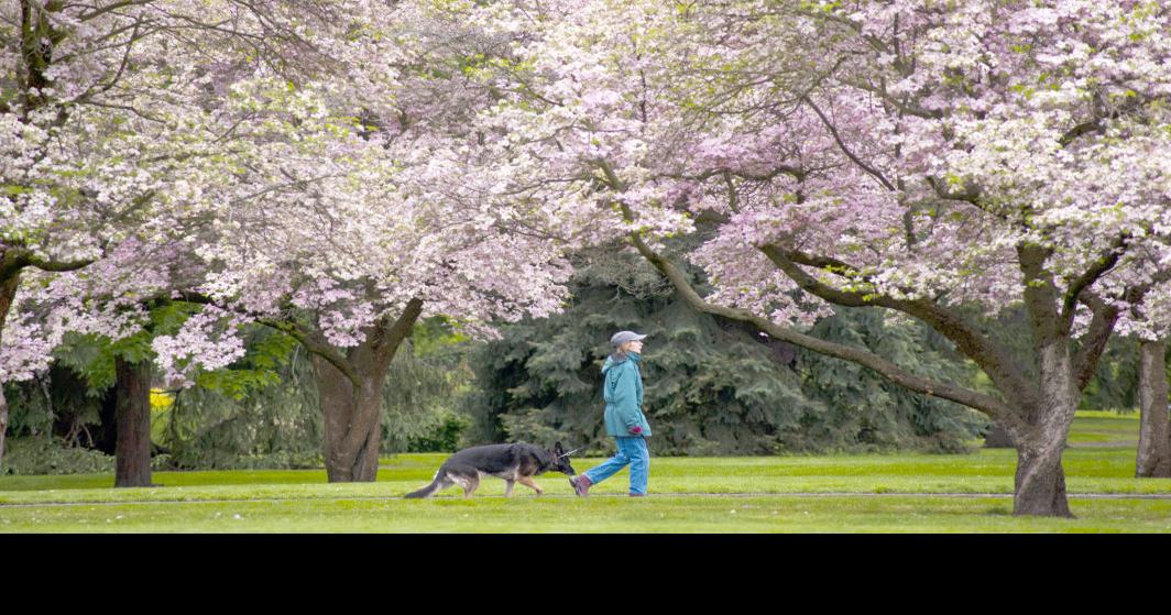 Walla Walla proposes budget increases for ambulances, trees Local