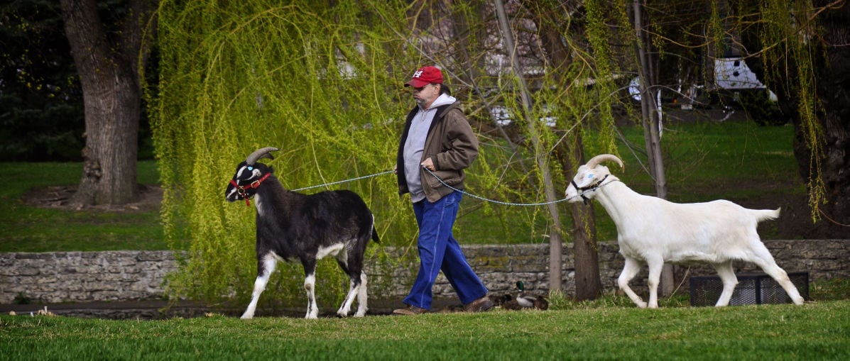 The man who walked with goats: Iconic Walla Walla figure dies at