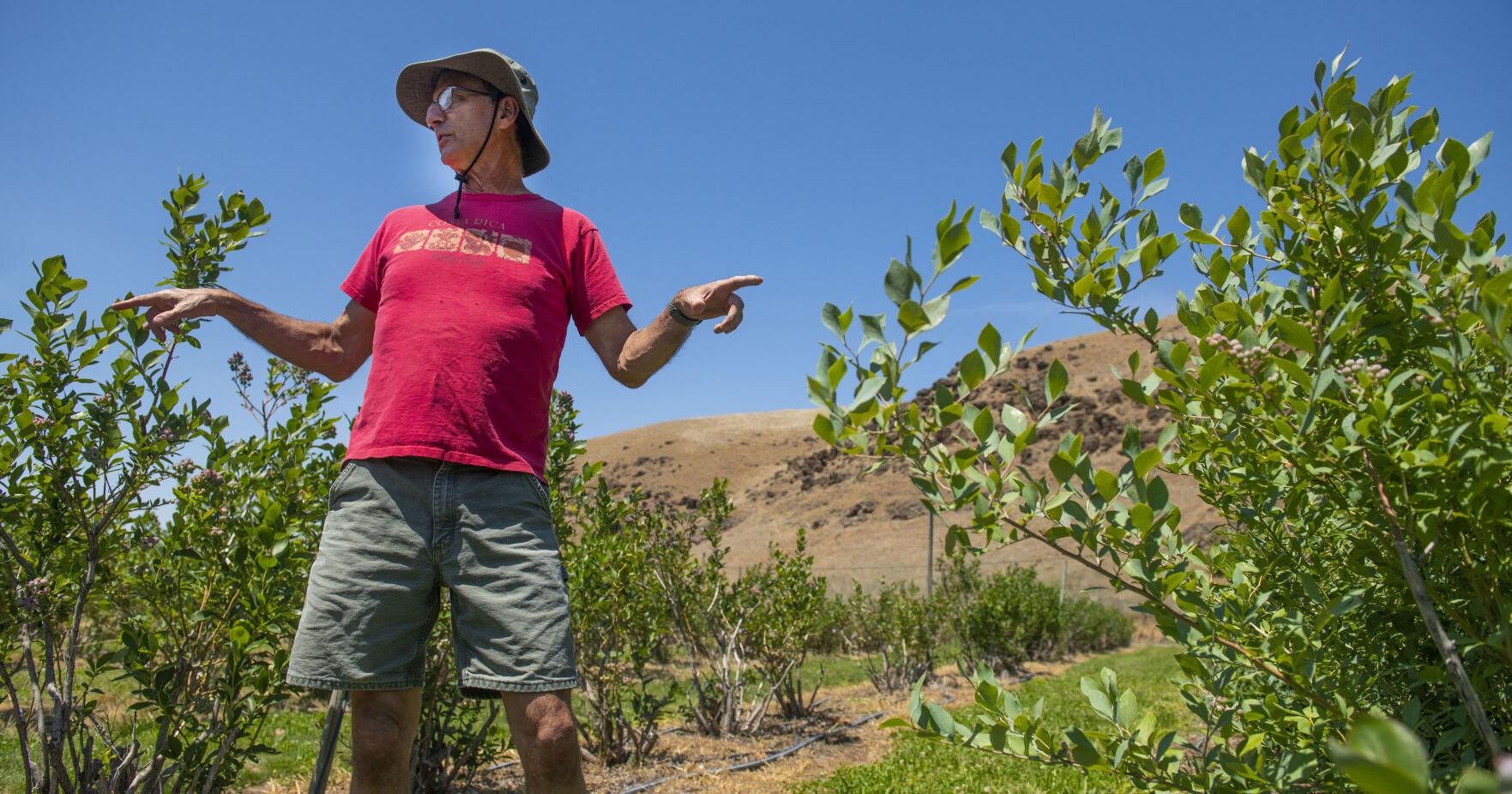 Lampson Blueberries ripen in Milton-Freewater for upcoming U-pick season - Vimarsana News