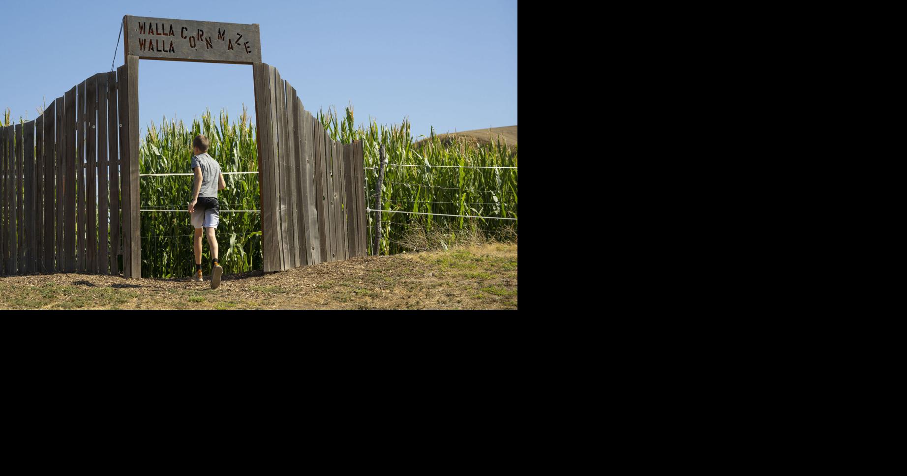 Business notes: Walla Walla Corn Maze will open Sept. 26