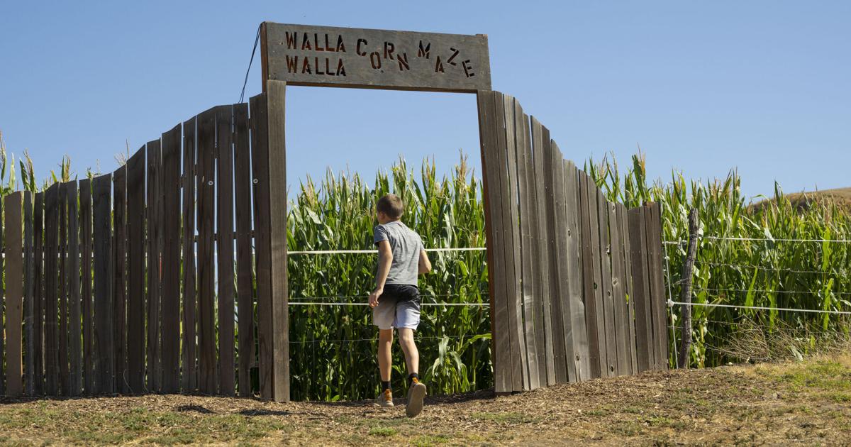 Business notes: Walla Walla Corn Maze will open Sept. 26